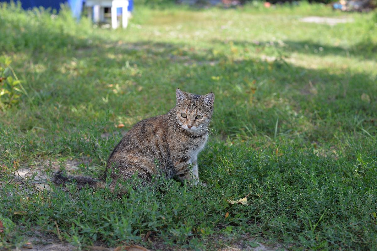 кот, мурка, кот в траве