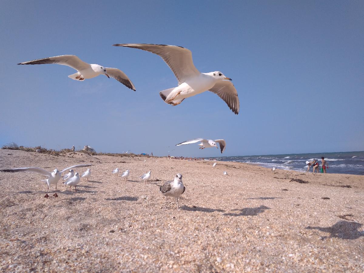 Чайки, Море, Пляж