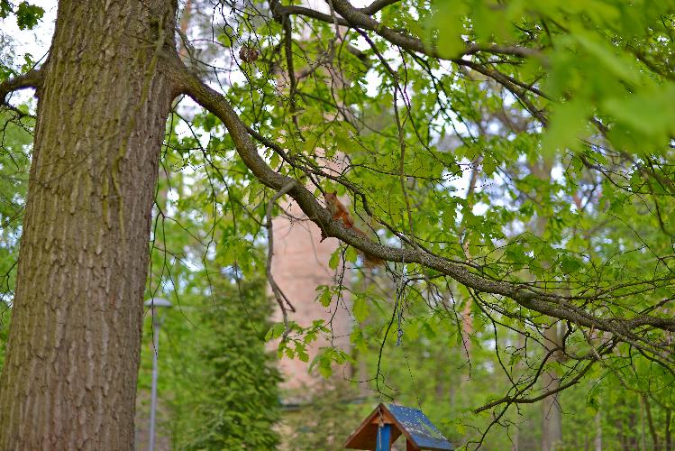 Білка на гілці у парку, Белка на ветке в парке, Squirrel on a branch in the park