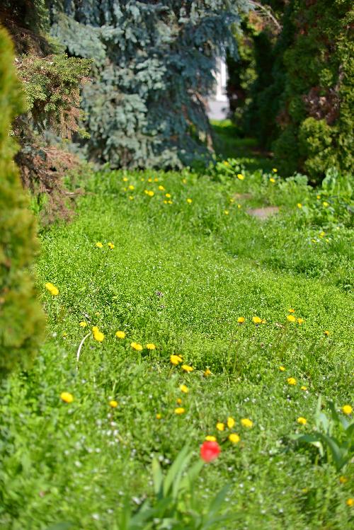 трава, дерева, квіти трава, деревья, цветы grass, trees, flowers