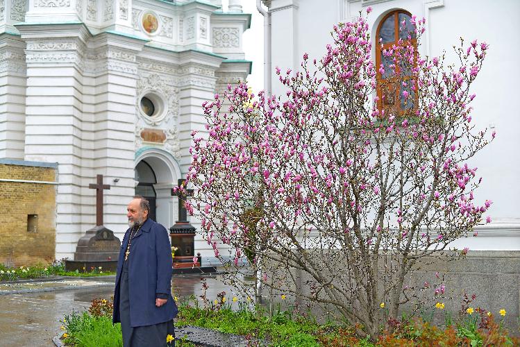 Киево-Печерская лавра, кладбище, магнолии, магнолия, кресты на кладбище Kiev-Pechersk Lavra, cemetery, magnolias, magnolia, crosses in the cemetery