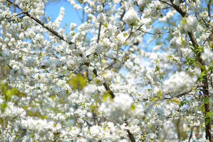 цвіте вишня, бджола сідає на квіти the cherry blossoms, the bee sits on the flowers the cherry цветет вишня, пчела садится на цветы